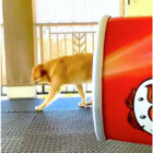 ゴールデンレトリーバー,動画