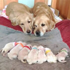 ゴールデンレトリーバー,動画