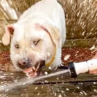 ラブラドールレトリーバー,表情