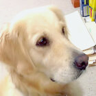 ゴールデンレトリーバー,動画