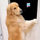 ゴールデンレトリーバー,動画
