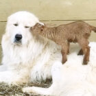 ゴールデンレトリーバー,動画