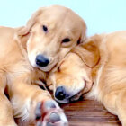 ゴールデンレトリーバー,動画