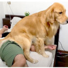 ゴールデンレトリーバー,動画