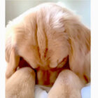 ゴールデンレトリーバー,動画