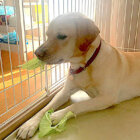 ラブラドールレトリーバー,動画