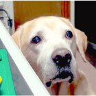 ラブラドールレトリーバー,動画