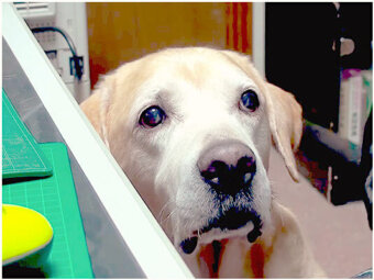 ラブラドールレトリーバー,動画