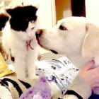 ラブラドールレトリーバー,動画