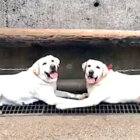 ラブラドールレトリーバー,動画