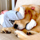 ゴールデンレトリーバー,動画