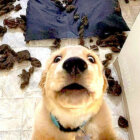 ゴールデンレトリーバー,驚き