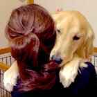 ゴールデンレトリーバー,動画