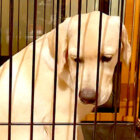 ラブラドールレトリーバー,動画