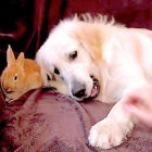 ゴールデンレトリーバー,動画