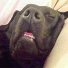 ラブラドールレトリーバー,動画