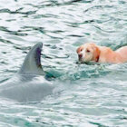 ラブラドールレトリーバー,動画