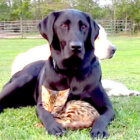 ラブラドールレトリーバー,動画