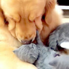 ゴールデンレトリーバー,動画