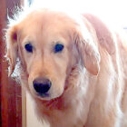 ゴールデン,動画,イッヌドットライフ