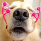 ゴールデンレトリーバー,動画