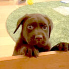 ラブラドールレトリーバー,動画