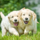 レトリーバー,暮らし,しつけ