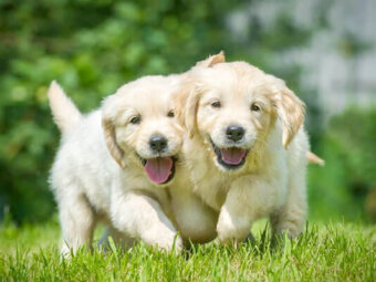 レトリーバー,暮らし,しつけ