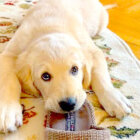 ゴールデンレトリーバー,動画