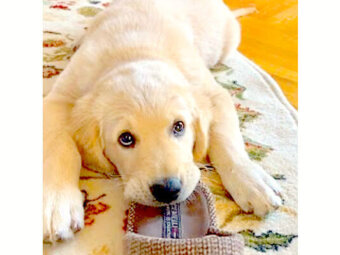 ゴールデンレトリーバー,動画