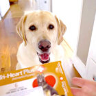 ラブラドールレトリーバー,動画