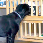 ラブラドールレトリーバー,動画