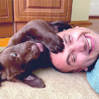 ラブラドールレトリーバー,動画