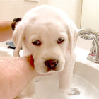 ラブラドールレトリーバー,動画