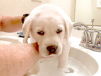 ラブラドールレトリーバー,動画