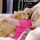 ゴールデンレトリーバー,動画