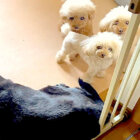 ラブラドールレトリーバー,動画