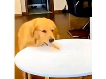 ゴールデンレトリーバー,動画