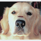 ゴールデンレトリーバー,動画