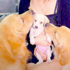 ゴールデンレトリーバー,動画