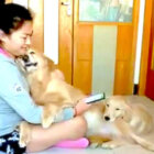 ゴールデンレトリーバー,動画