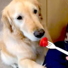 ゴールデンレトリーバー,動画