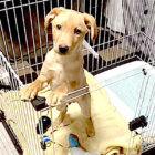 ラブラドールレトリーバー,動画