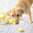 ラブラドールレトリーバー,動画