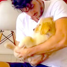 ゴールデンレトリーバー,動画