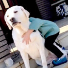 ラブラドールレトリーバー,動画