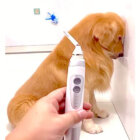 ゴールデンレトリーバー,動画