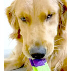 ゴールデンレトリーバー,動画