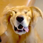 ゴールデン,動画,イッヌドットライフ