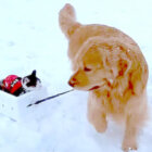 ゴールデンレトリーバー,動画